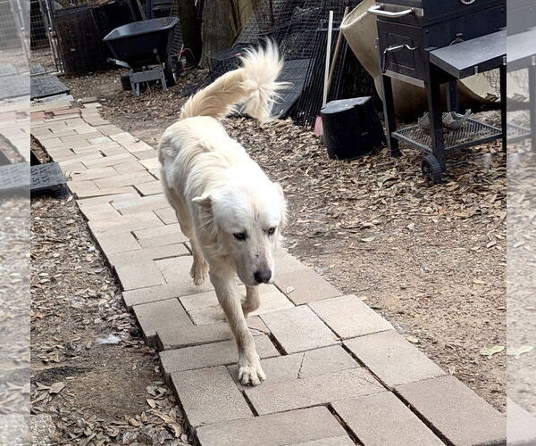 Medium Photo #9 Great Pyrenees Puppy For Sale in Spring, TX, USA