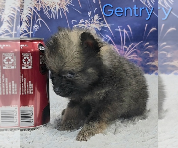 Medium Photo #6 Pomeranian Puppy For Sale in AZLE, TX, USA