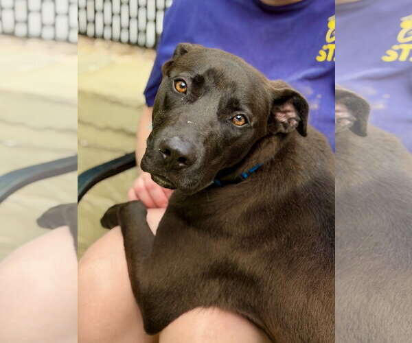Medium Photo #6 Labrador Retriever-Unknown Mix Puppy For Sale in West Cornwall, CT, USA