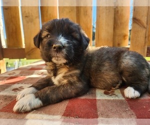 Norwegian Elkhound-Saint Berdoodle Mix Litter for sale in EATONVILLE, WA, USA