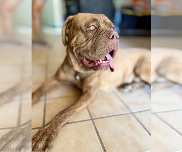 Medium Photo #1 Dogue de Bordeaux Puppy For Sale in Goodyear, AZ, USA