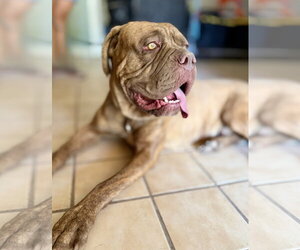 Dogue de Bordeaux Dogs for adoption in Goodyear, AZ, USA