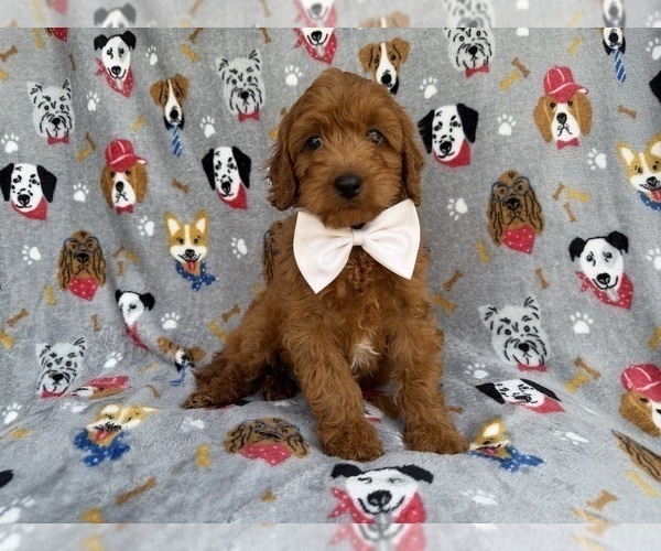Medium Photo #6 Cavapoo (Miniature) Puppy For Sale in LAKELAND, FL, USA