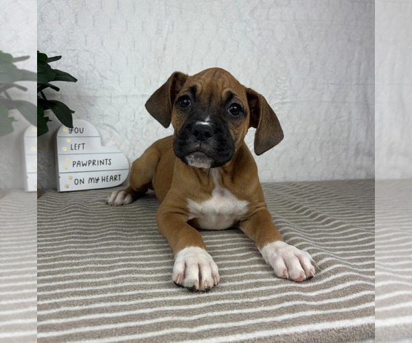 Medium Photo #3 Boxer Puppy For Sale in GREENFIELD, IN, USA