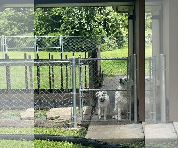 Medium Photo #3 Great Pyrenees-Red Heeler Mix Puppy For Sale in Houston, TX, USA