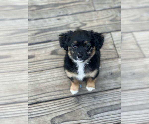 Medium Photo #2 Colonial Cocker Spaniel Puppy For Sale in Dana Point, CA, USA