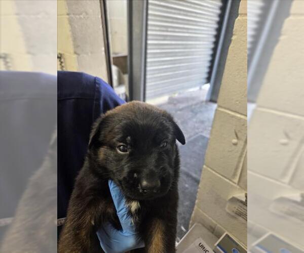 Medium Photo #2 German Shepherd Dog Puppy For Sale in San Bernardino, CA, USA