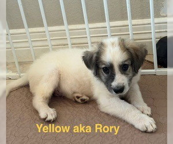 Medium Photo #6 Great Pyrenees Puppy For Sale in Spring, TX, USA