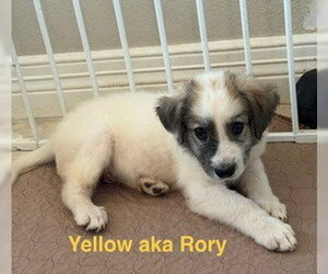 Rory - Male Great Pyrenees Dog for Adoption - Photo #6