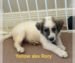 Small #5 Great Pyrenees