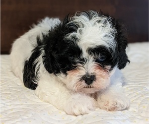 ShihPoo Dog for Adoption in ORRVILLE, Ohio USA