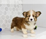 Small #13 Pembroke Welsh Corgi