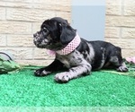Small #1 American Staffordshire Terrier-French Bulldog Mix