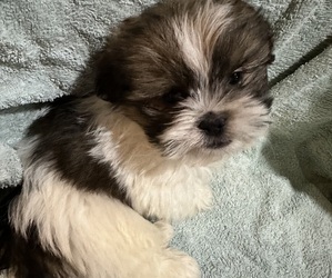 Shih Tzu Puppy for Sale in MOUNT CLEMENS, Michigan USA