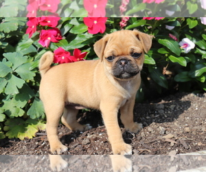 Jug-Pug Mix Puppy for sale in SHILOH, OH, USA