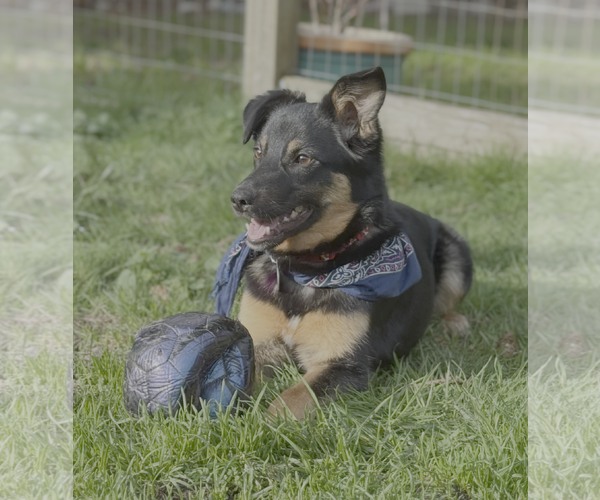 Medium Photo #2 Mutt Puppy For Sale in Bellevue, WA, USA