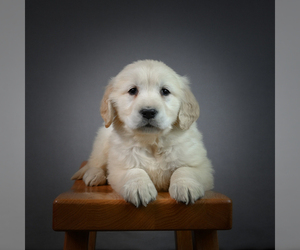 English Cream Golden Retriever Puppy for sale in STRASBURG, OH, USA