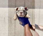 Small #4 English Bulldog