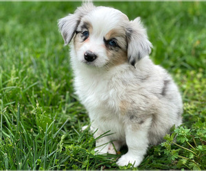 Miniature Australian Shepherd Puppy for sale in PERU, NE, USA