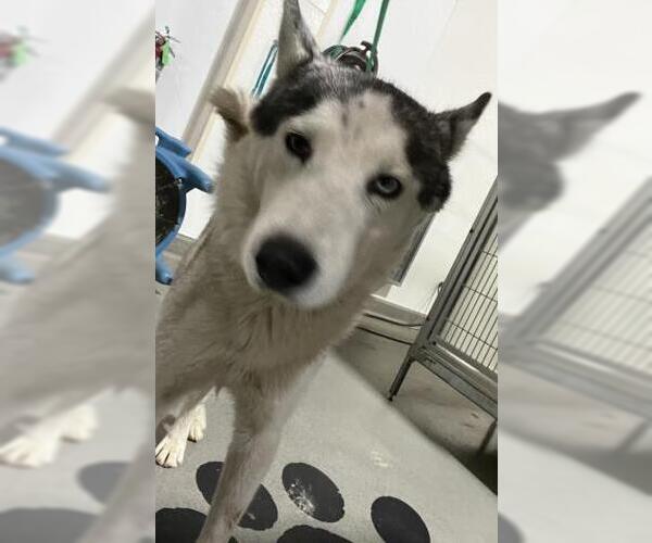 Medium Photo #1 Siberian Husky Puppy For Sale in Bakersfield, CA, USA