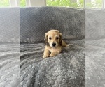 Small #17 Dachshund