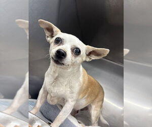 Chihuahua Dogs for adoption in San Bernardino, CA, USA