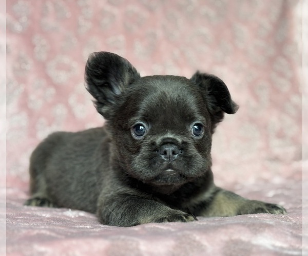 Medium Photo #4 French Bulldog Puppy For Sale in NEWTON, NJ, USA