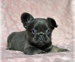 Small #3 French Bulldog