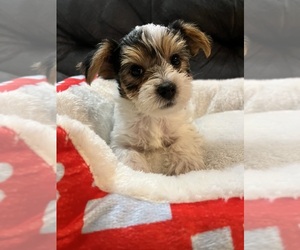 Yorkshire Terrier Puppy for Sale in SAN ANTONIO, Texas USA