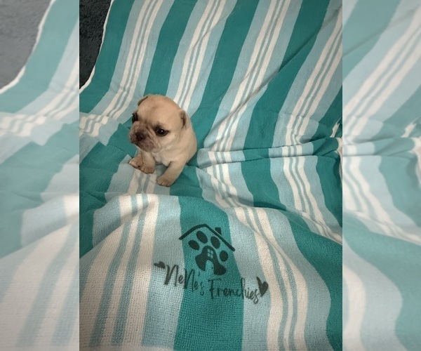 Medium Photo #15 French Bulldog Puppy For Sale in OPP, AL, USA