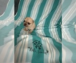 Small #14 French Bulldog