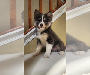 Pomsky Puppy for sale in HENDERSON, CO, USA