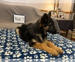 Small Photo #12 German Shepherd Dog Puppy For Sale in LOGAN, OH, USA