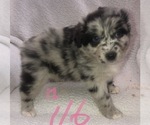 Small #42 Australian Shepherd