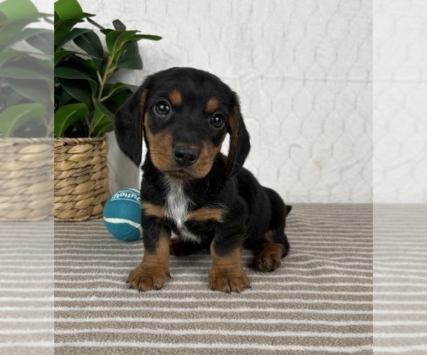 Medium Photo #6 Dachshund Puppy For Sale in GREENFIELD, IN, USA