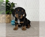 Small #5 Dachshund