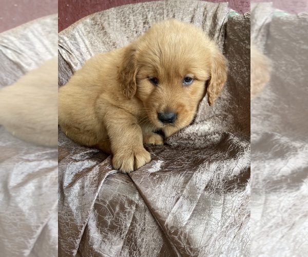 Medium Photo #3 Golden Retriever Puppy For Sale in WESTMINSTER, SC, USA