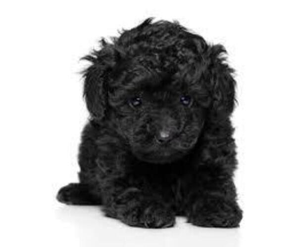 Medium Photo #1 Poodle (Toy) Puppy For Sale in MATTOON, IL, USA