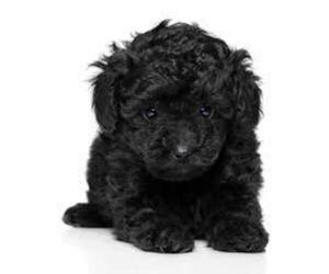 Poodle (Toy) Puppy for sale in MATTOON, IL, USA