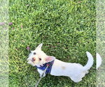 Small #5 Mutt