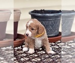 Small #3 Goldendoodle (Miniature)
