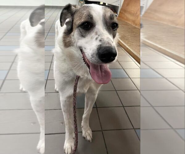 Medium Photo #2  Puppy For Sale in , 