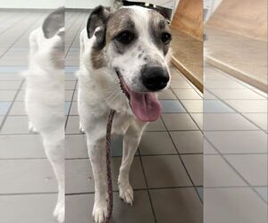 Great Pyrenees-Unknown Mix Dogs for adoption in Boonton, NJ, USA