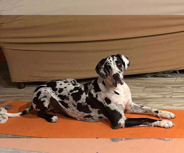 Medium Photo #13 Great Dane Puppy For Sale in Bullard, TX, USA