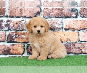 Poochon Puppy for sale in BEL AIR, MD, USA
