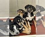 Small #5 Catahoula Leopard Dog-Rottweiler Mix