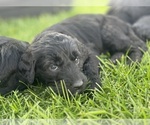 Small Photo #8 Goldendoodle Puppy For Sale in LANCASTER, CA, USA