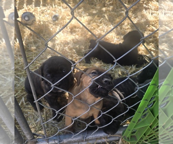 Medium Photo #1 Cane Corso Puppy For Sale in COLORADO SPRINGS, CO, USA