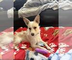 Small Mutt