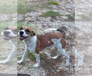 Sissy - Female Mutt Dog for Adoption - Photo #2